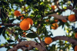 Arbre fruitier à Nantes