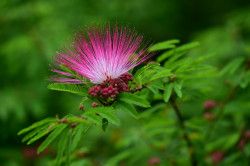 Plante exotique à Saint-Herblain